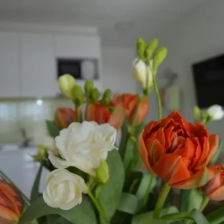 Apartment & Anka *